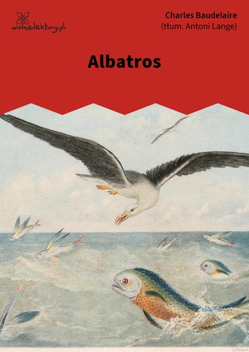 Albatros