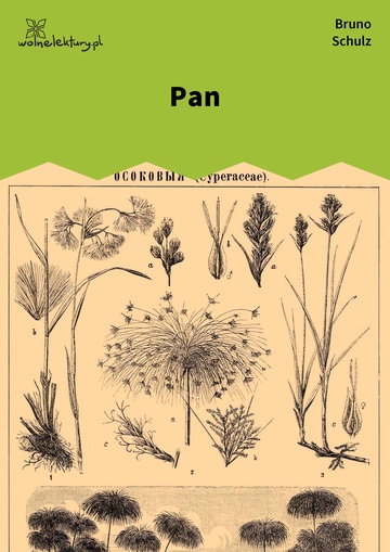 Pan